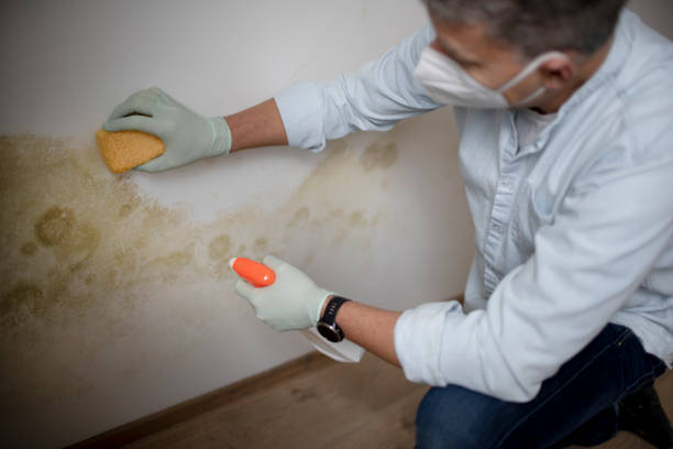 Best Bathroom Mold Remediation in Bloomfield, MO